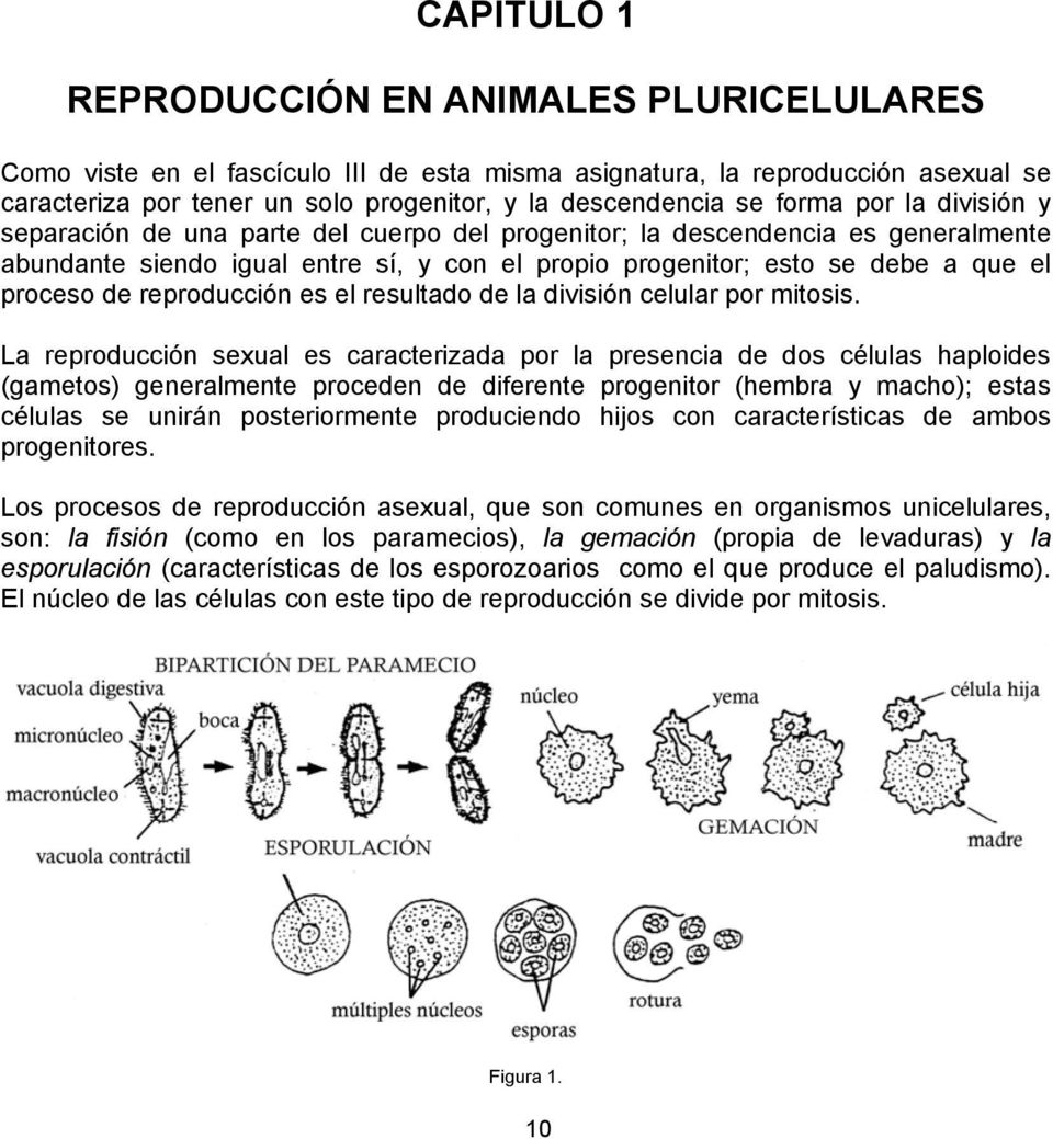 de reproducción es el resultado de la división celular por mitosis.