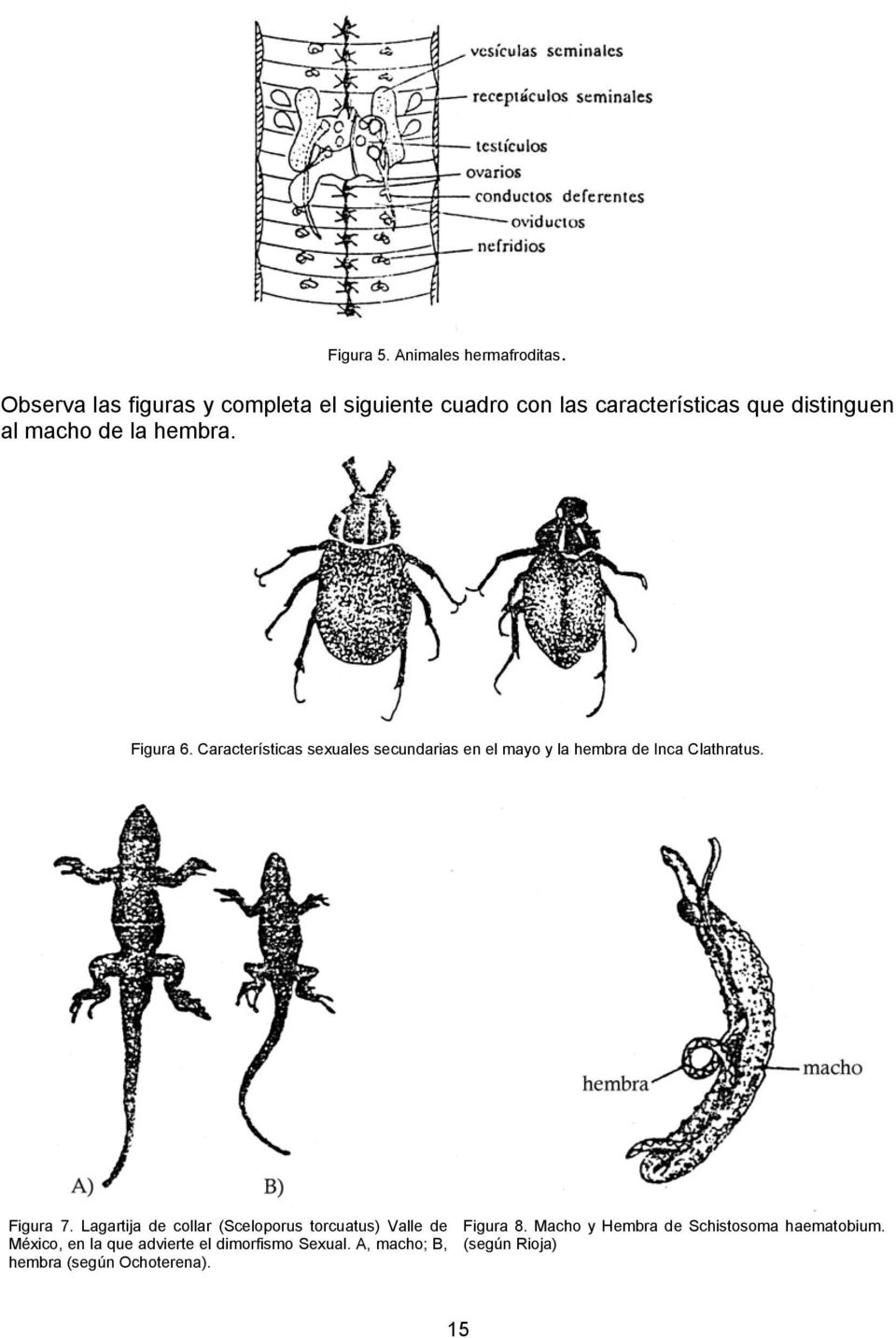 Figura 6. Características sexuales secundarias en el mayo y la hembra de Inca Clathratus. Figura 7.