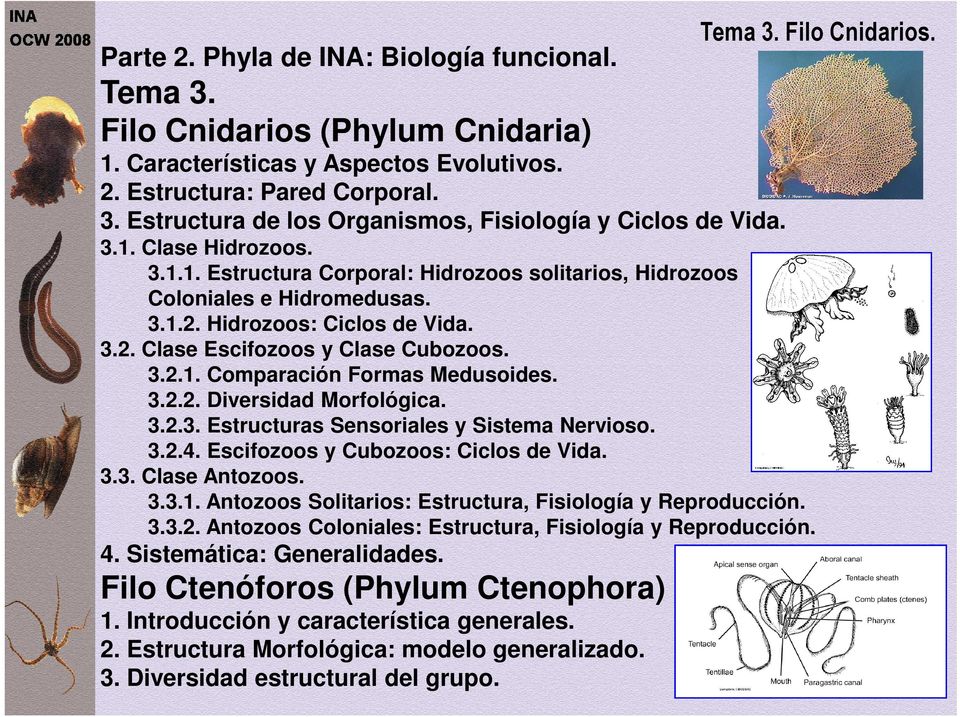 3.2.2. Diversidad Morfológica. 3.2.3. Estructuras Sensoriales y Sistema Nervioso. 3.2.4. Escifozoos y Cubozoos: Ciclos de Vida. 3.3. Clase Antozoos. 3.3.1.