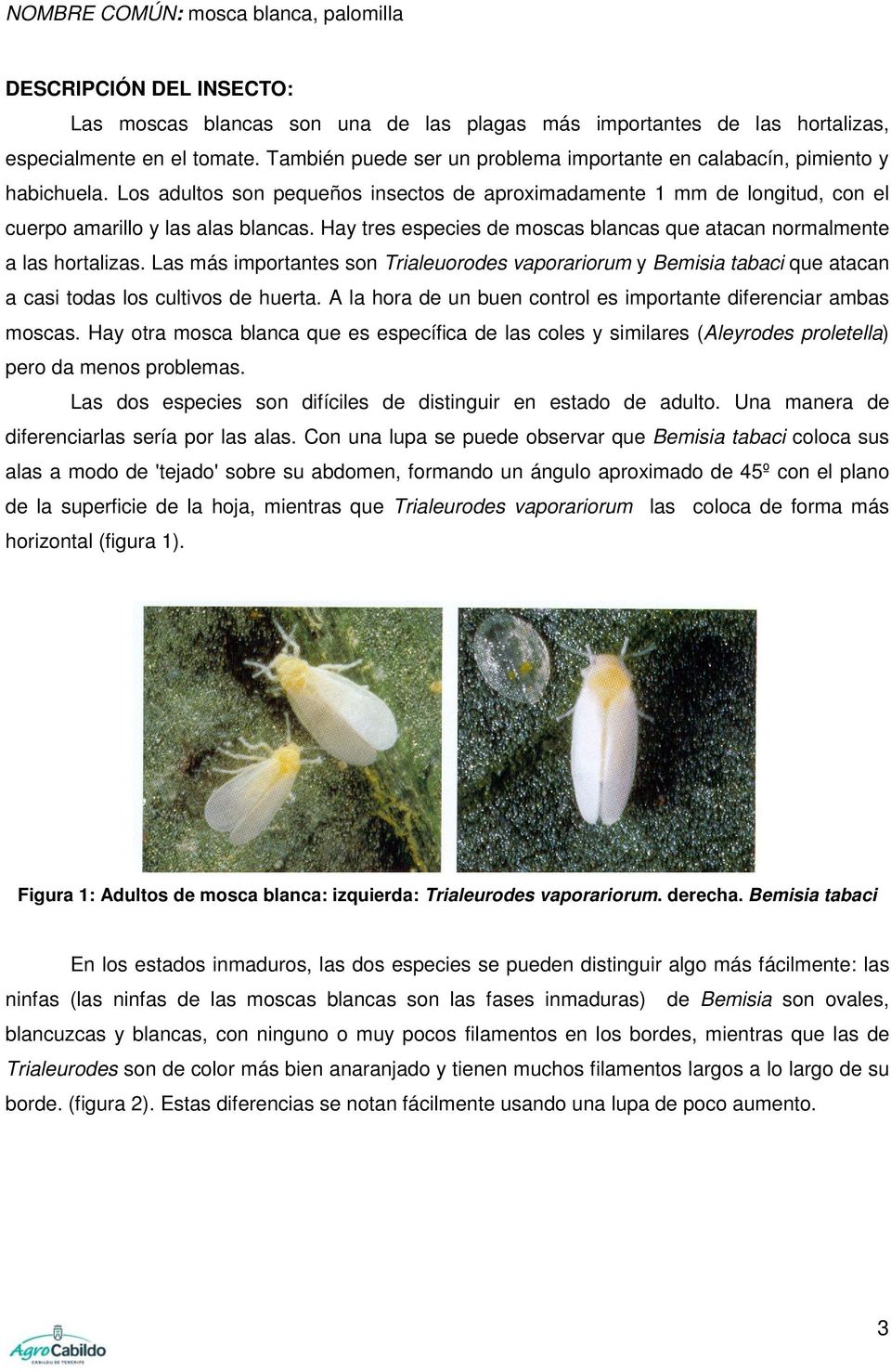 Hay tres especies de moscas blancas que atacan normalmente a las hortalizas. Las más importantes son Trialeuorodes vaporariorum y Bemisia tabaci que atacan a casi todas los cultivos de huerta.