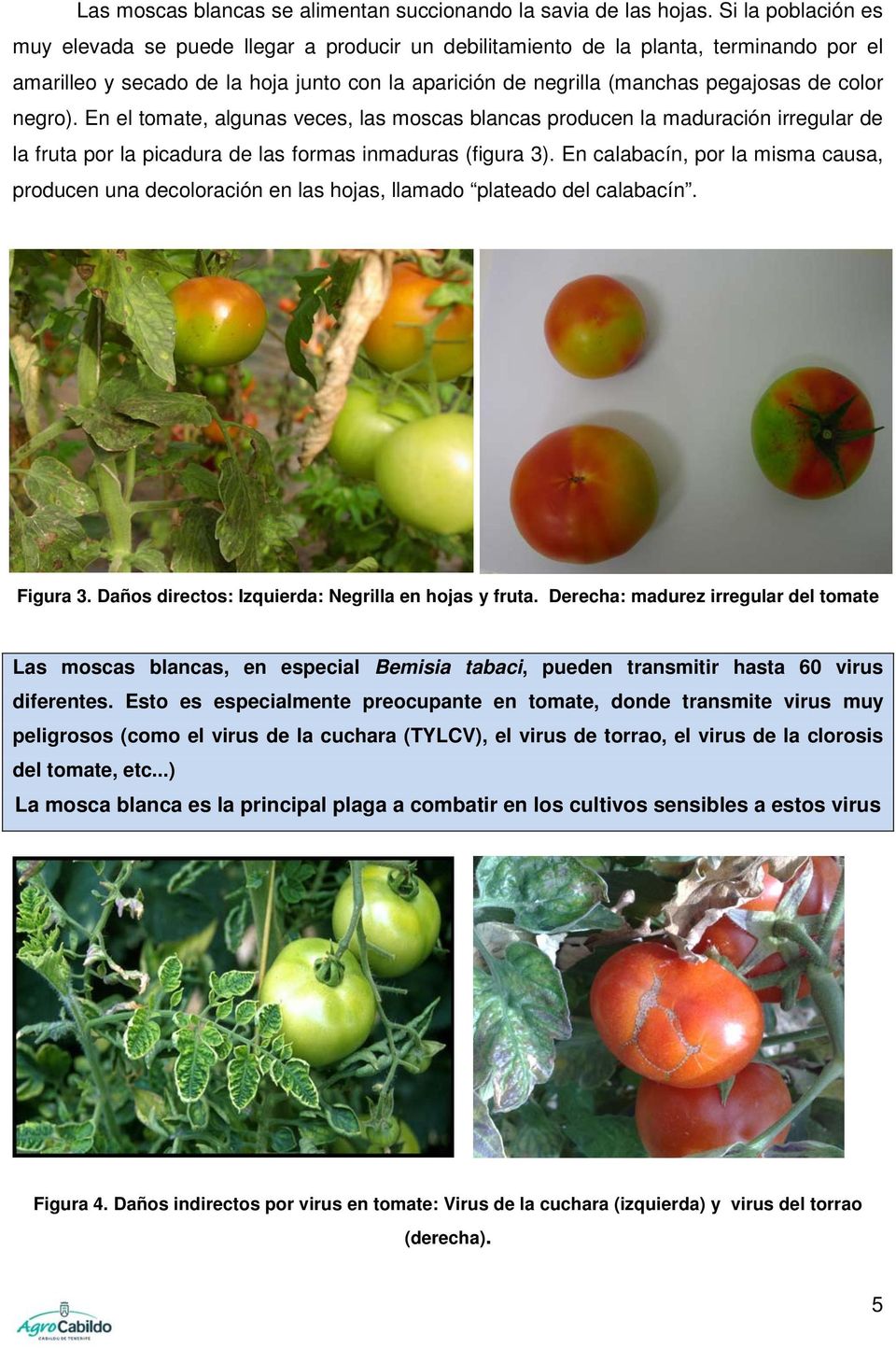color negro). En el tomate, algunas veces, las moscas blancas producen la maduración irregular de la fruta por la picadura de las formas inmaduras (figura 3).