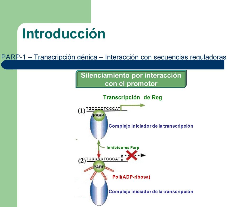 Reg T GC C C C T C C C AT Complejo iniciador de la transcripción In hibid