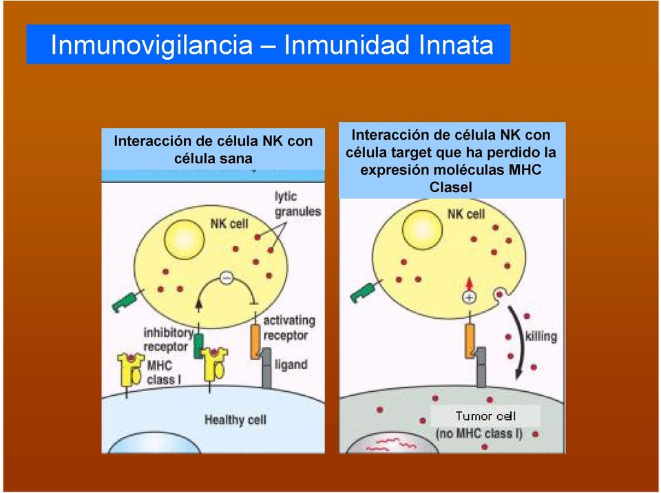 Interacción de célula NK con célula