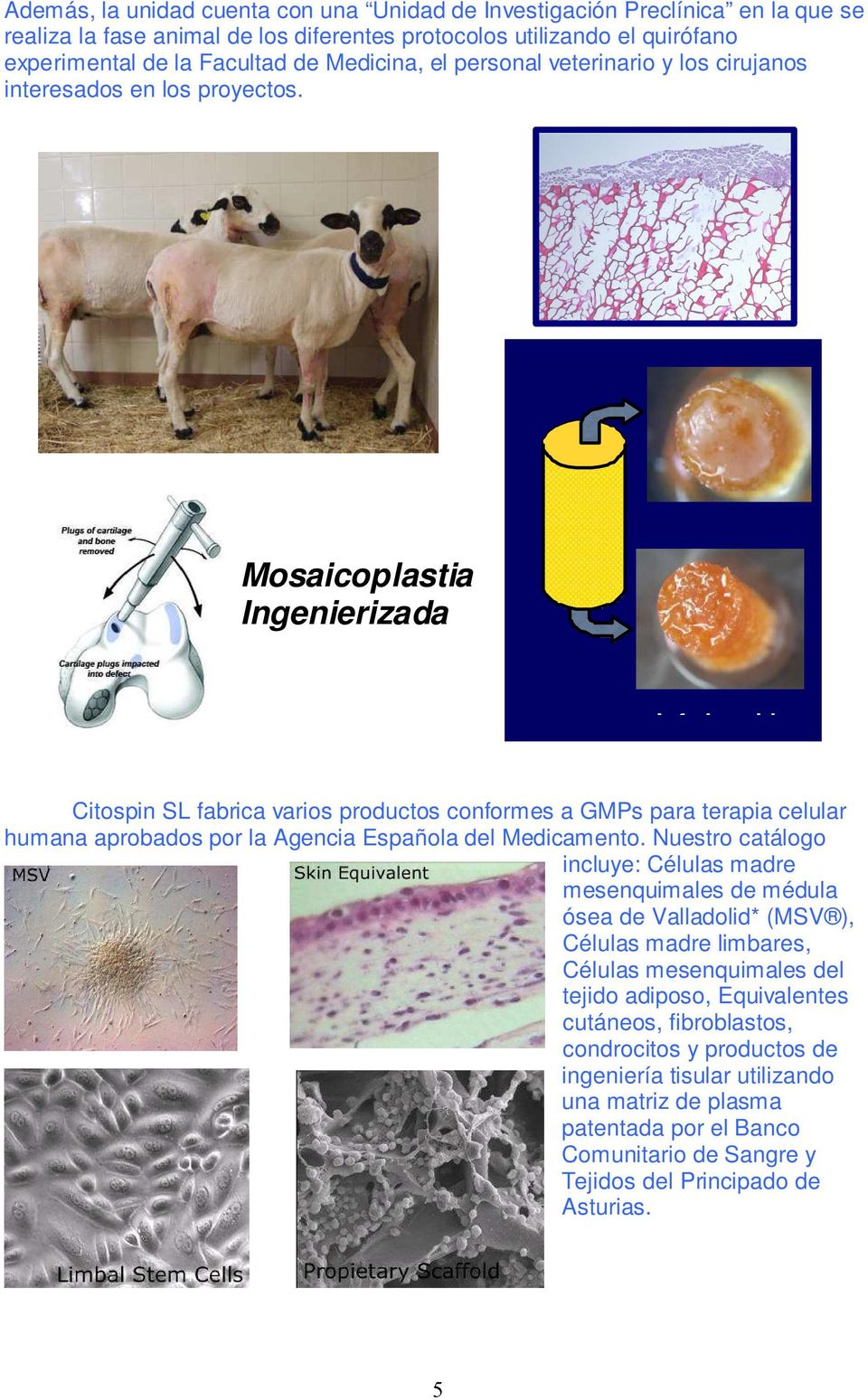 Superior side Mosaicoplastia Ingenierizada Inferior side Citospin SL fabrica varios productos conformes a GMPs para terapia celular humana aprobados por la Agencia Española del Medicamento.