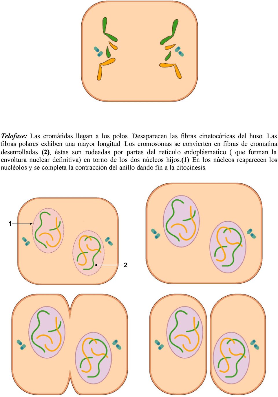 Los cromosomas se convierten en fibras de cromatina desenrolladas (2), éstas son rodeadas por partes del retículo