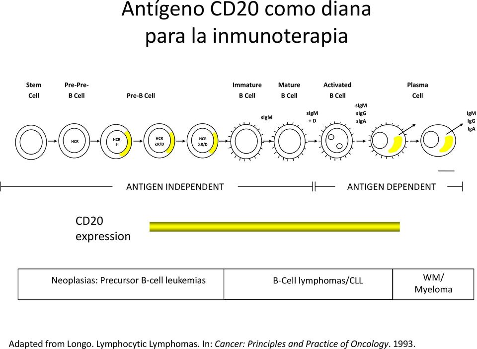 ANTIGEN INDEPENDENT ANTIGEN DEPENDENT CD20 expression Neoplasias: Precursor B-cell leukemias B-Cell