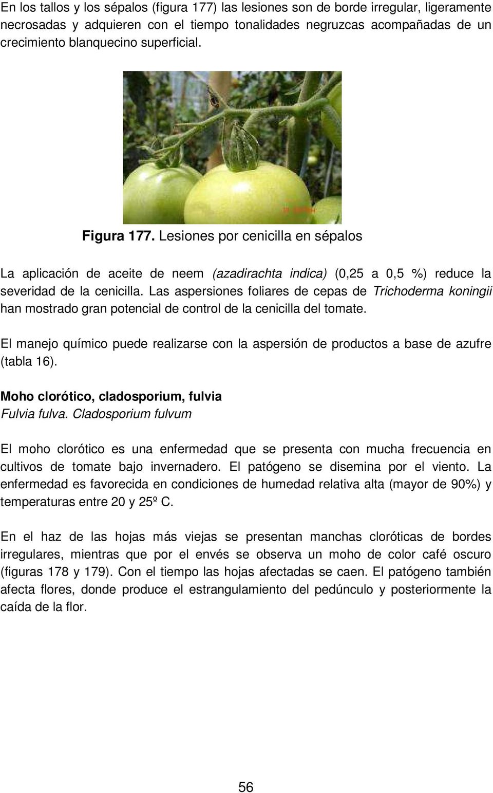 Las aspersiones foliares de cepas de Trichoderma koningii han mostrado gran potencial de control de la cenicilla del tomate.