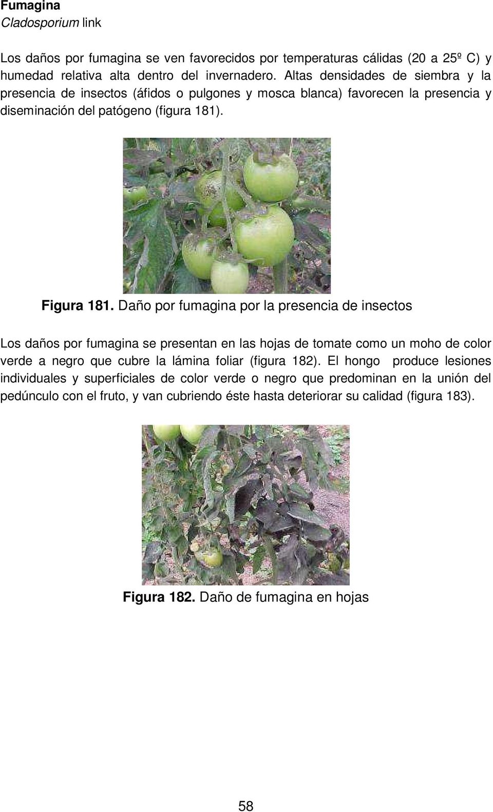 Daño por fumagina por la presencia de insectos Los daños por fumagina se presentan en las hojas de tomate como un moho de color verde a negro que cubre la lámina foliar (figura 182).