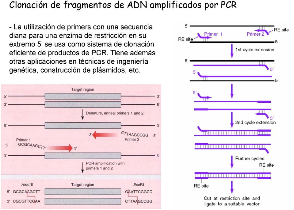 se usa como sistema de clonación eficiente de productos de PCR.
