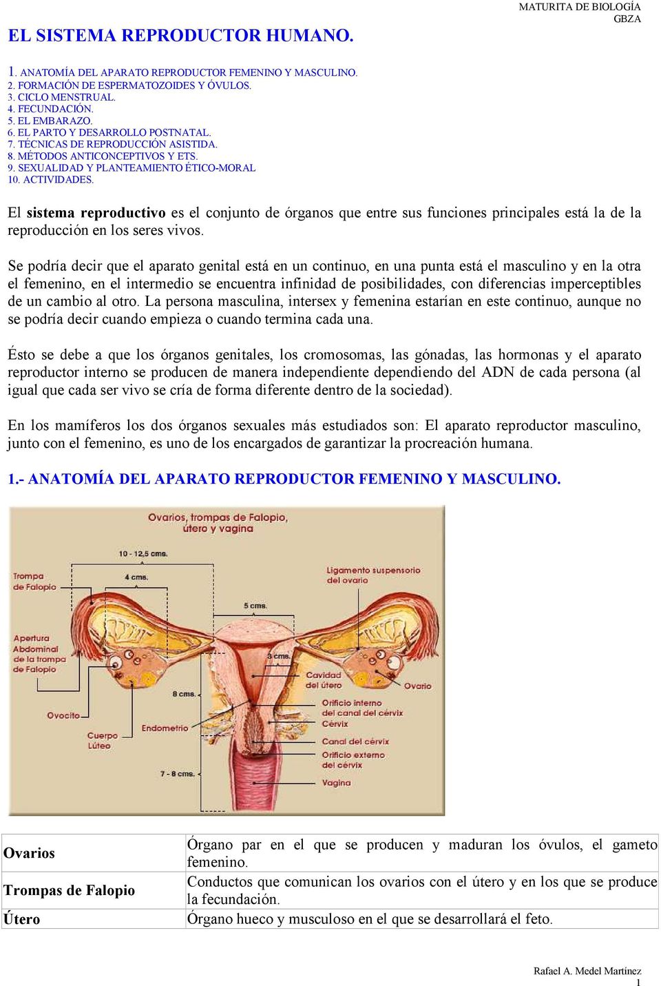 El sistema reproductivo es el conjunto de órganos que entre sus funciones principales está la de la reproducción en los seres vivos.