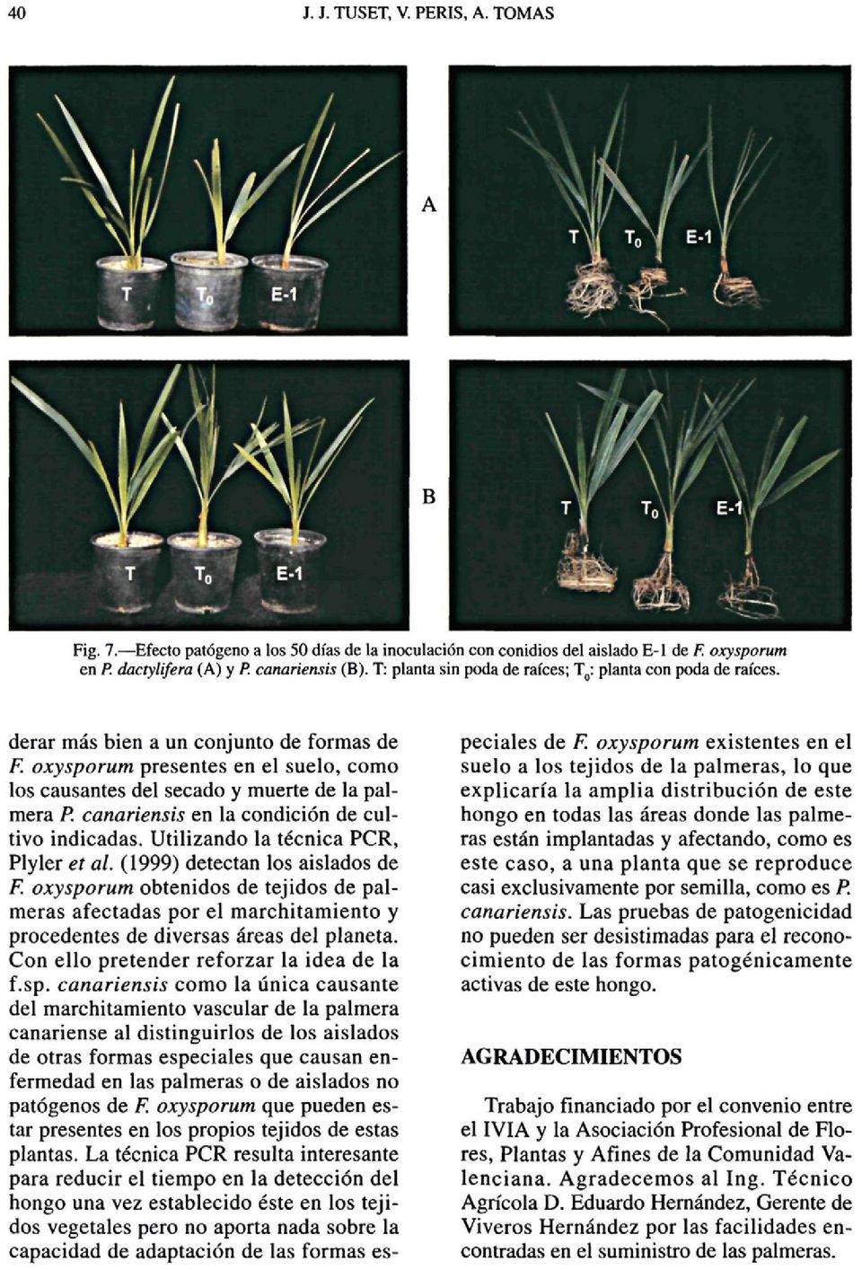 derar más bien a un conjunto de formas de F oxysporum presentes en el suelo, como los causantes del secado y muerte de la palmera R canariensis en la condición de cultivo indicadas.