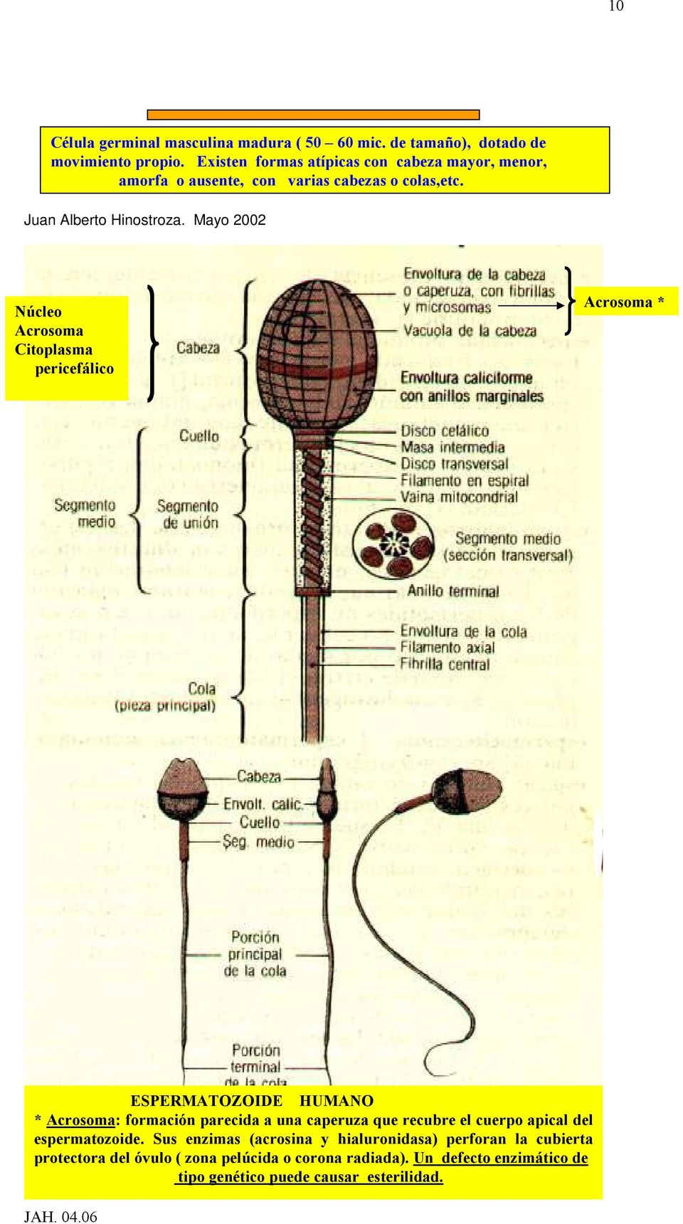 Mayo 2002 Núcleo Acrosoma Citoplasma pericefálico Acrosoma * ESPERMATOZOIDE HUMANO * Acrosoma: formación parecida a una caperuza que recubre el