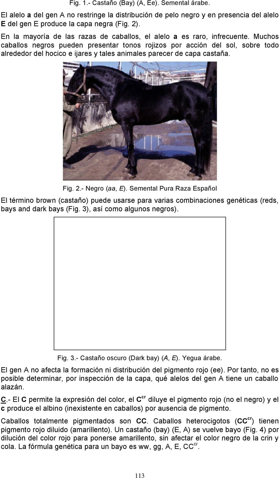 Muchos caballos negros pueden presentar tonos rojizos por acción del sol, sobre todo alrededor del hocico e ijares y tales animales parecer de capa castaña. Fig. 2.- Negro (aa, E).