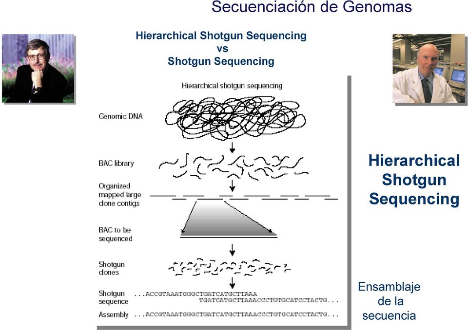Shotgun Sequencing Hierarchical