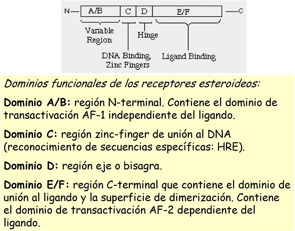 Dominio C: región zinc-finger de unión al DNA (reconocimiento de secuencias específicas: HRE).