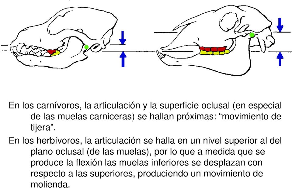 En los herbívoros, la articulación se halla en un nivel superior al del plano oclusal (de las