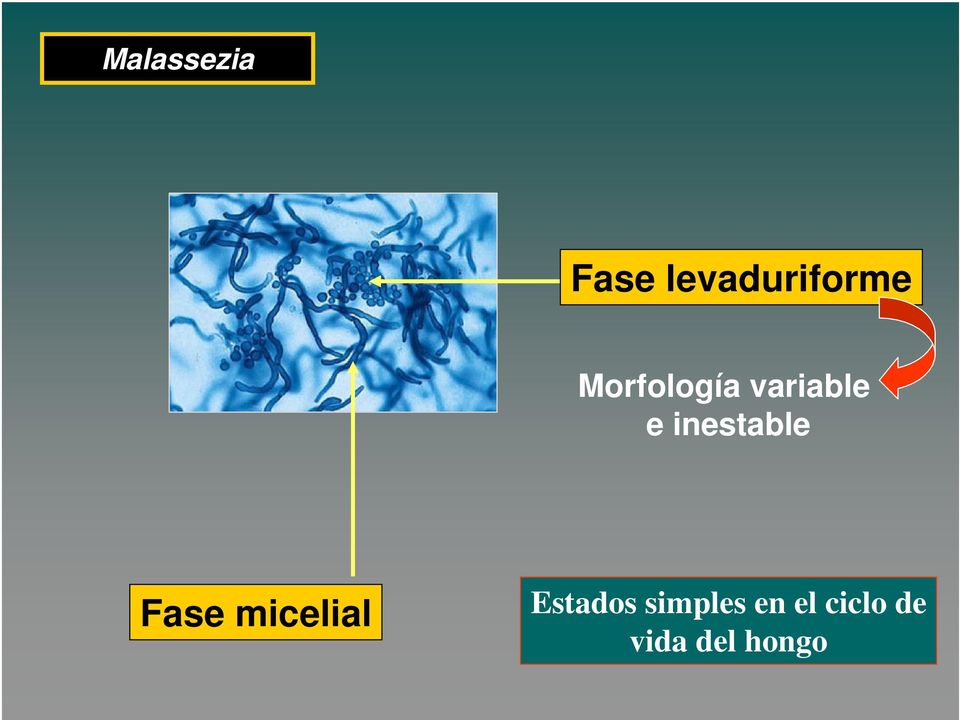 inestable Fase micelial