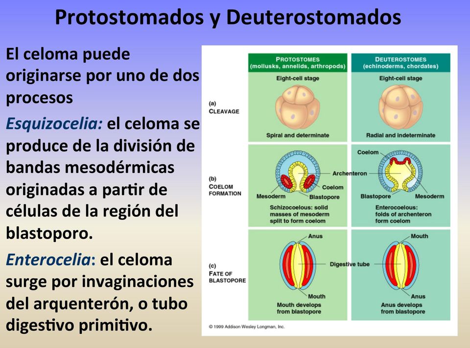 mesodérmicas originadas a par8r de células de la región del blastoporo.