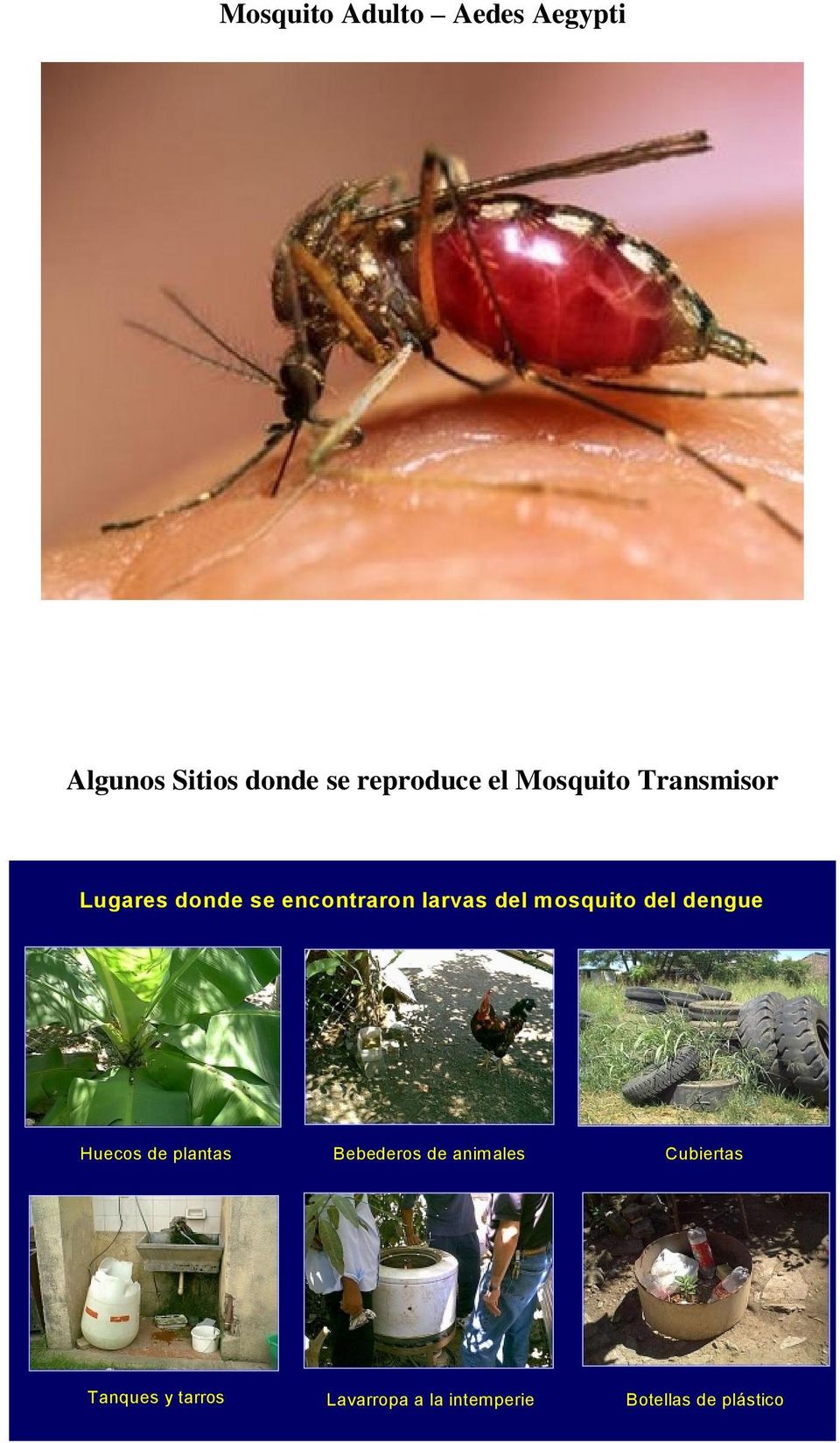 mosquito del dengue Huecos de plantas Bebederos de animales