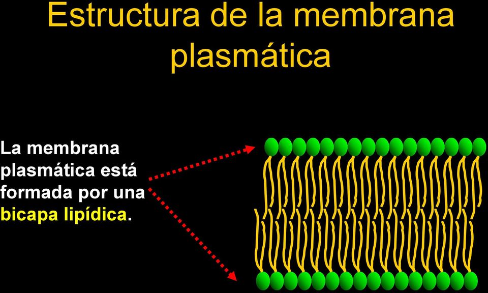 membrana plasmática está