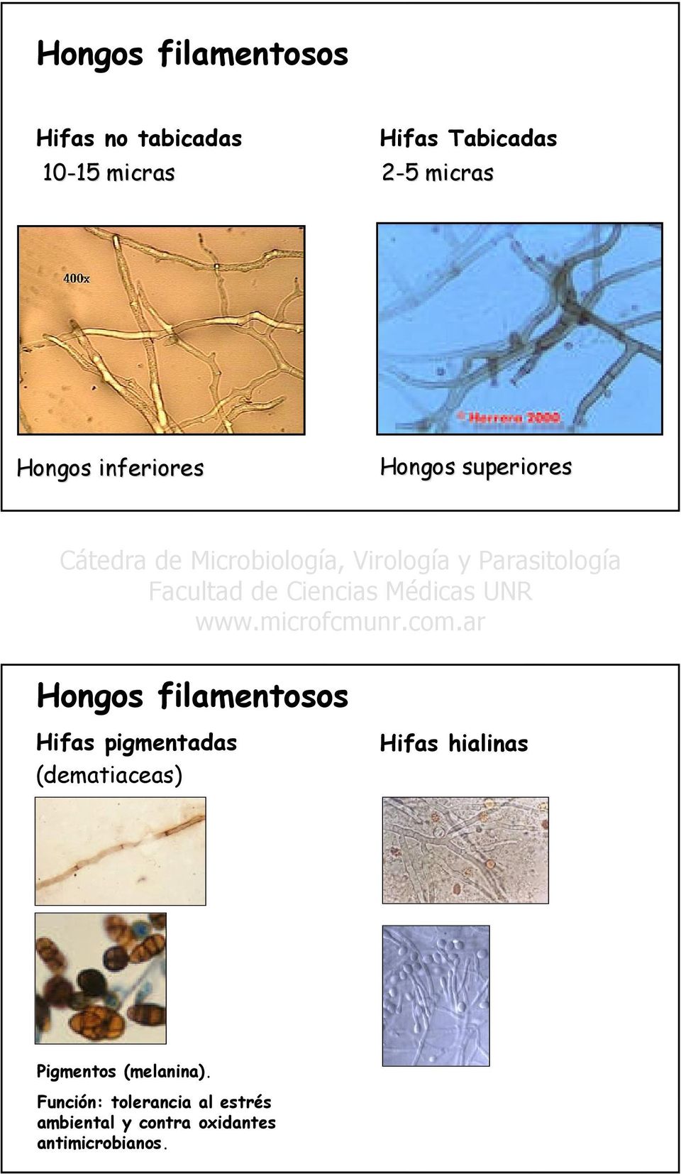Hifas pigmentadas (dematiaceas) Hifas hialinas Pigmentos (melanina).