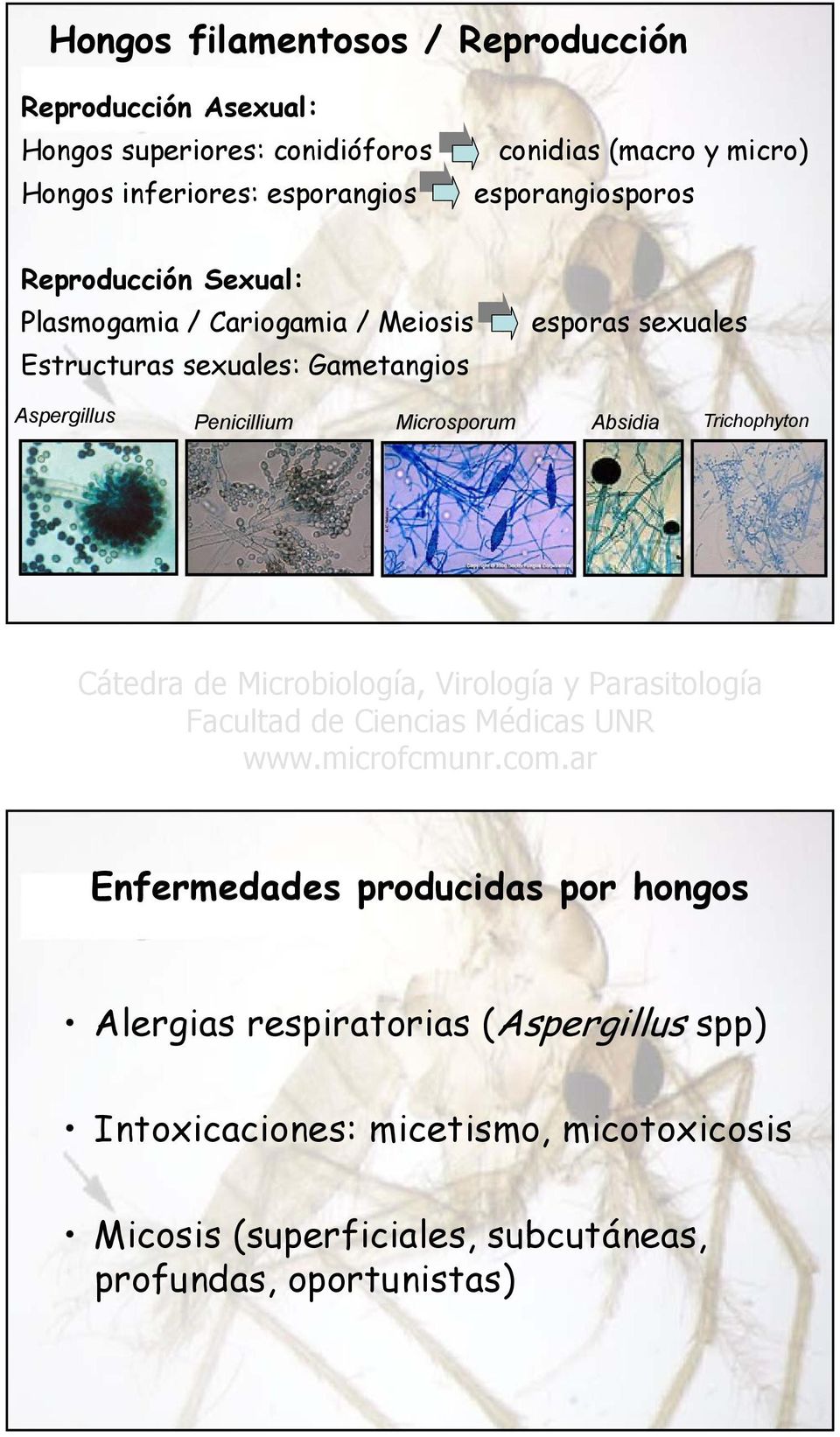 Gametangios esporas sexuales Aspergillus Penicillium Microsporum Absidia Trichophyton Enfermedades producidas por hongos