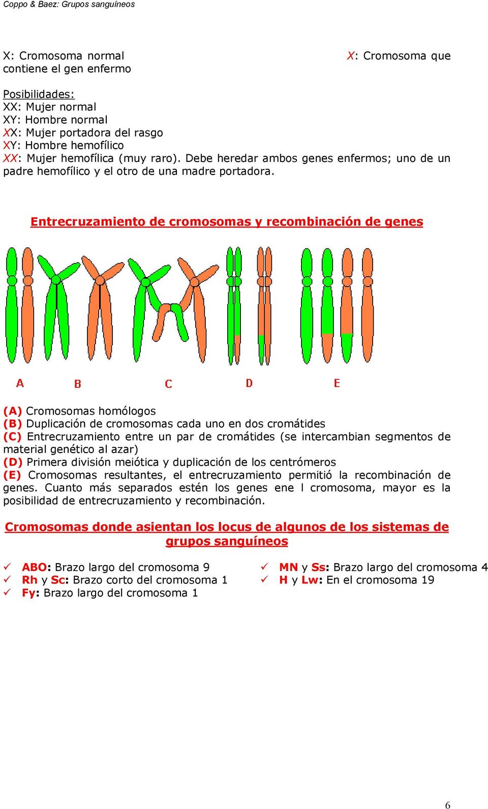 Entrecruzamiento de cromosomas y recombinación de genes (A) Cromosomas homólogos (B) Duplicación de cromosomas cada uno en dos cromátides (C) Entrecruzamiento entre un par de cromátides (se