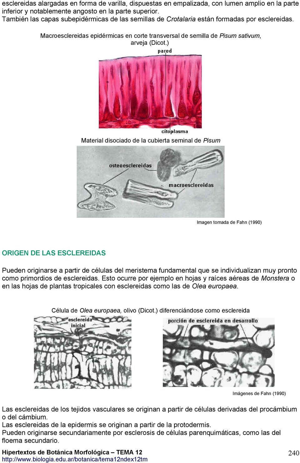 ) Material disociado de la cubierta seminal de Pisum Imagen tomada de Fahn (1990) ORIGEN DE LAS ESCLEREIDAS Pueden originarse a partir de células del meristema fundamental que se individualizan muy