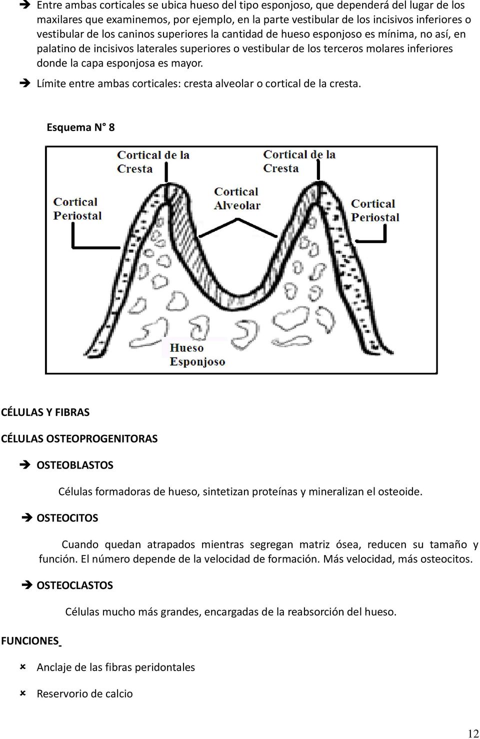 Límite entre ambas corticales: cresta alveolar o cortical de la cresta.