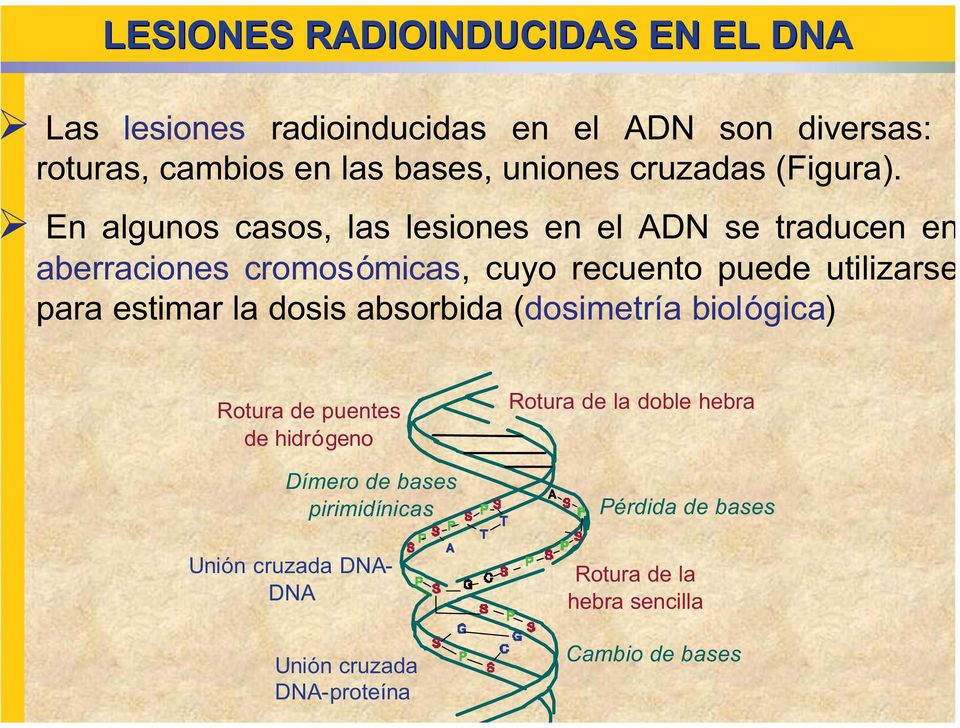 En algunos casos, las lesiones en el ADN se traducen en aberraciones cromosómicas, cuyo recuento puede utilizarse para estimar