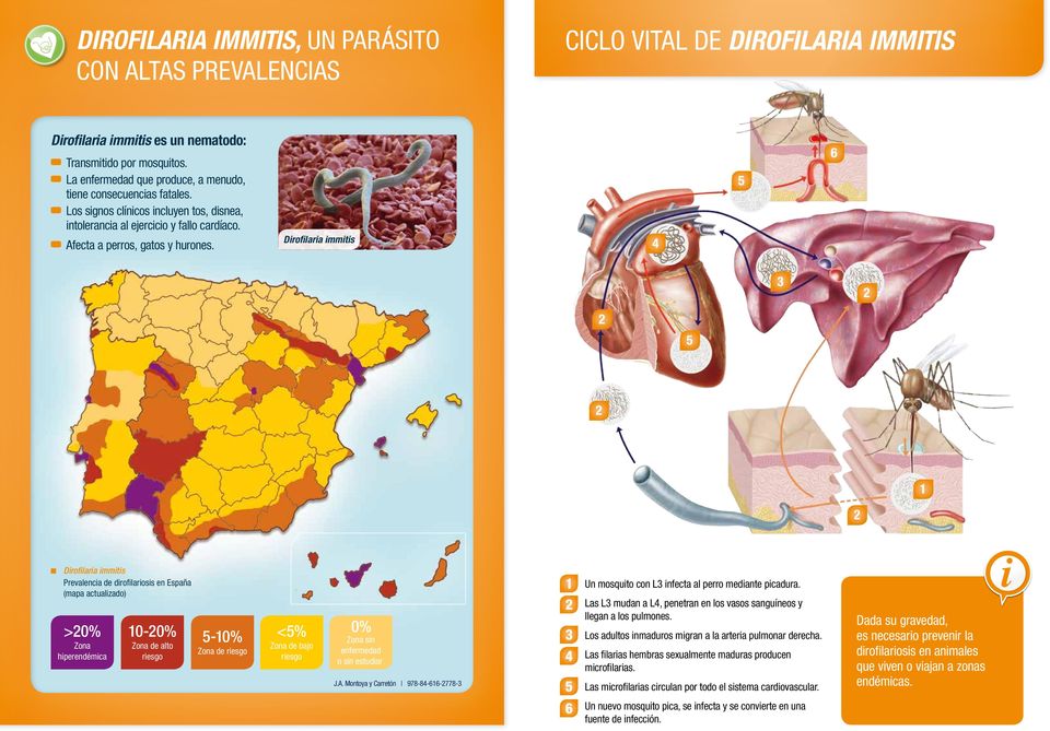 Dirofilaria immitis 4 5 6 3 5 Dirofilaria immitis Prevalencia de dirofilariosis en España (mapa actualizado) >0% Zona hiperendémica 0-0% Zona de alto riesgo 5-0% Zona de riesgo <5% Zona de bajo