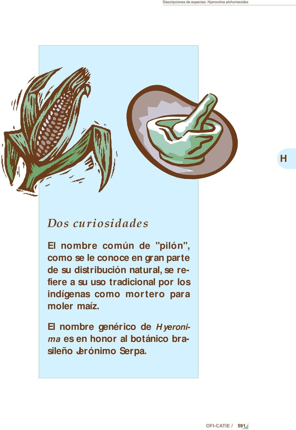 refiere a su uso tradicional por los indígenas como mortero para moler maíz.