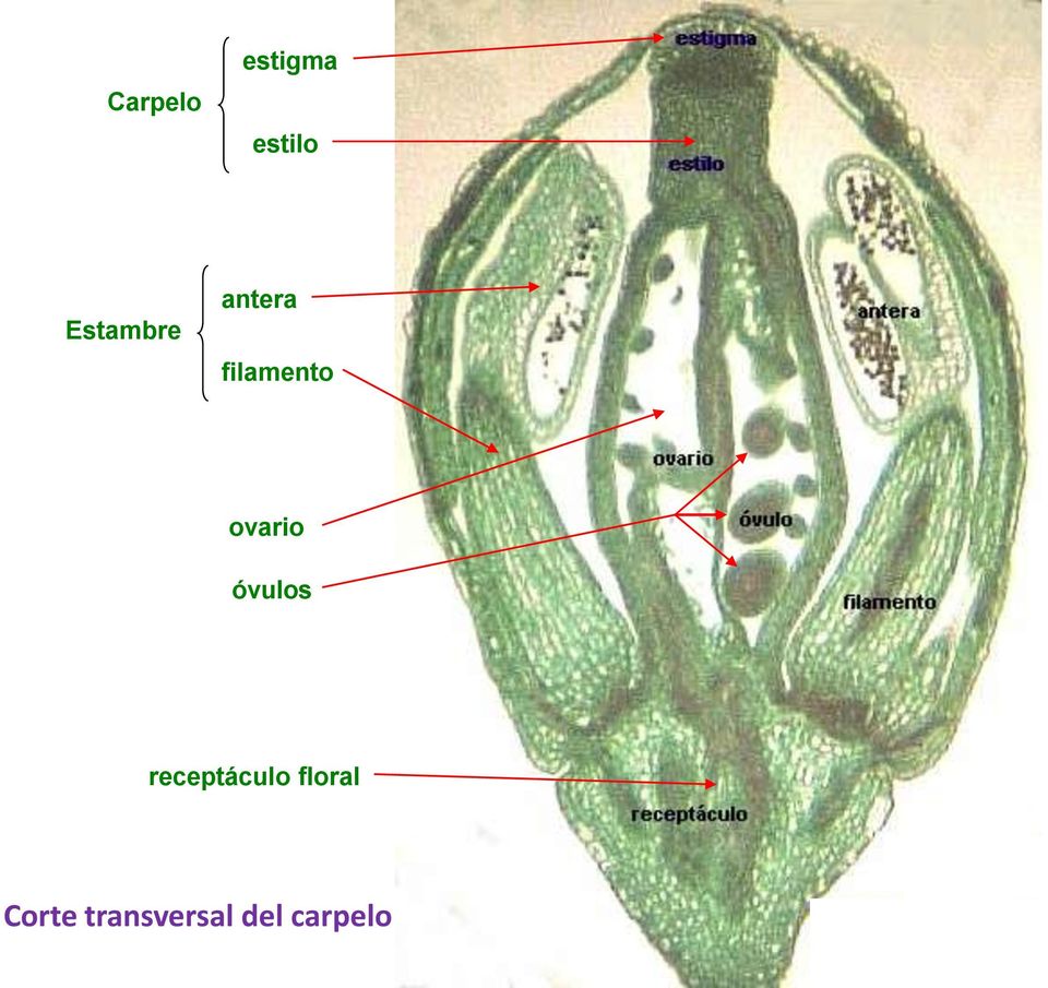 ovario óvulos receptáculo