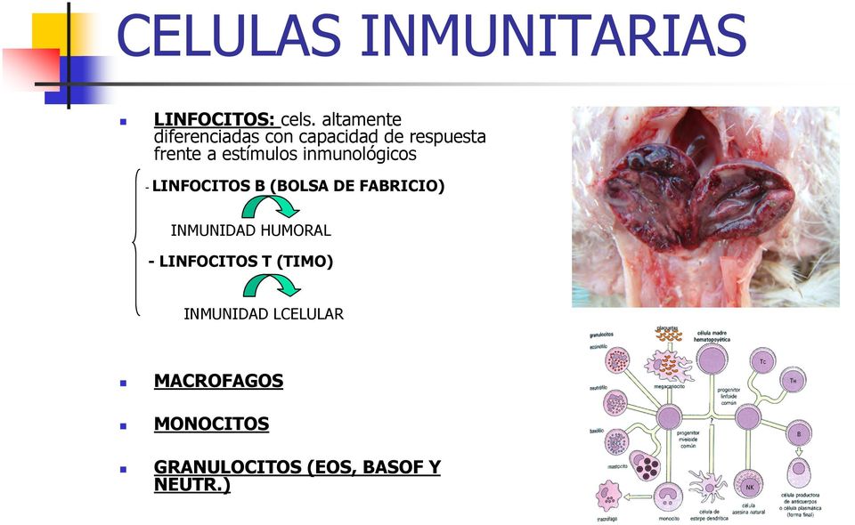 estímulos inmunológicos - LINFOCITOS B (BOLSA DE FABRICIO)