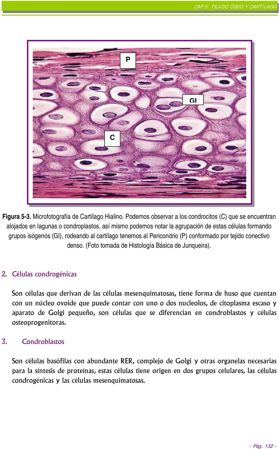 cartílago tenemos al Pericondrio (P) conformado por tejido conectivo denso. (Foto tomada de Histología Básica de Junqueira). 2.