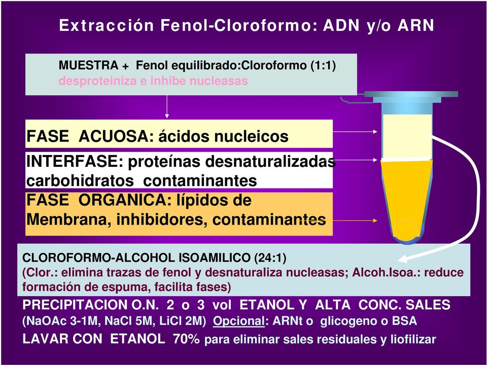 ISOAMILICO (24:1) (Clor.: elimina trazas de fenol y desnaturaliza nucleasas; Alcoh.Isoa.: reduce formación de espuma, facilita fases) PRECIPITACION 