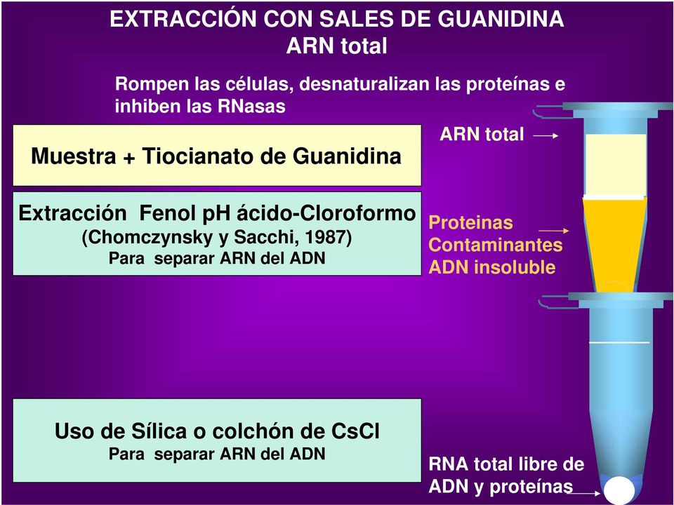 ácido-cloroformo (Chomczynsky y Sacchi, 1987) Para separar ARN del ADN Proteinas Contaminantes