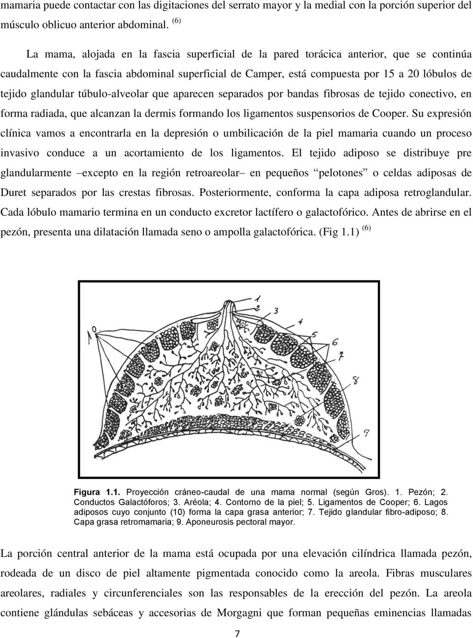 glandular túbulo-alveolar que aparecen separados por bandas fibrosas de tejido conectivo, en forma radiada, que alcanzan la dermis formando los ligamentos suspensorios de Cooper.