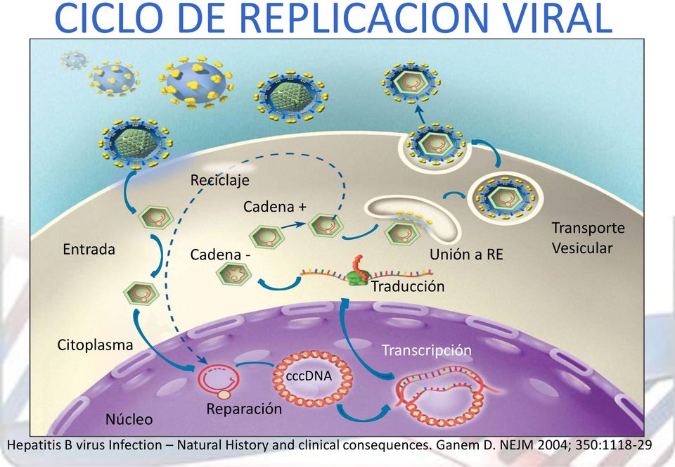 Transcripción cccdna Núcleo Reparación Hepatitis B virus