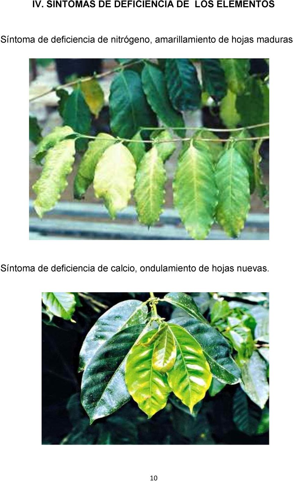 amarillamiento de hojas maduras Síntoma de