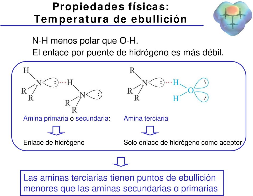 Amina primaria o secundaria: Amina terciaria Enlace de hidrógeno Solo enlace de