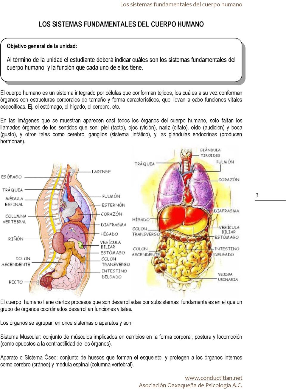 Organos del cuerpo humano pdf
