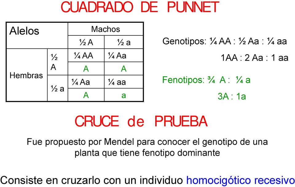 CRUCE de PRUEBA Fue propuesto por Mendel para conocer el genotipo de una planta