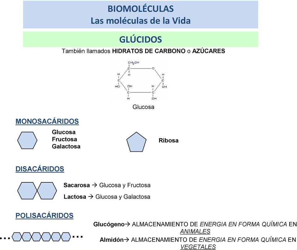 Glucosa y Fructosa Lactosa Glucosa y Galactosa POLISACÁRIDOS Glucógeno ALMACENAMIENTO DE
