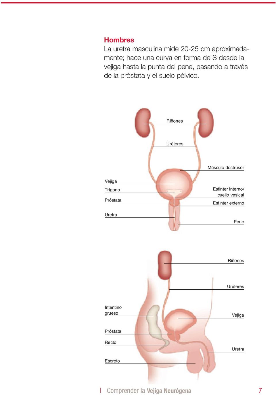 Riñones Uréteres Músculo destrusor Vejiga Trígono Próstata Uretra Esfinter interno/ cuello vesical