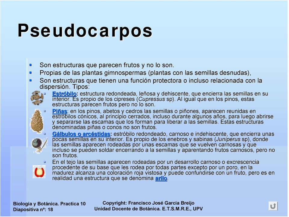 Tipos: Estróbilo bilo: estructura redondeada, leñosa y dehiscente, que encierra las semillas en su interior. Es propio de los cipreses (Cupressus( sp).