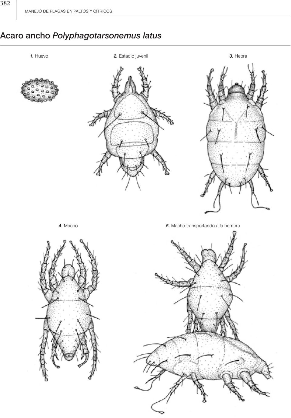 Polyphagotarsonemus latus 1. Huevo 2.