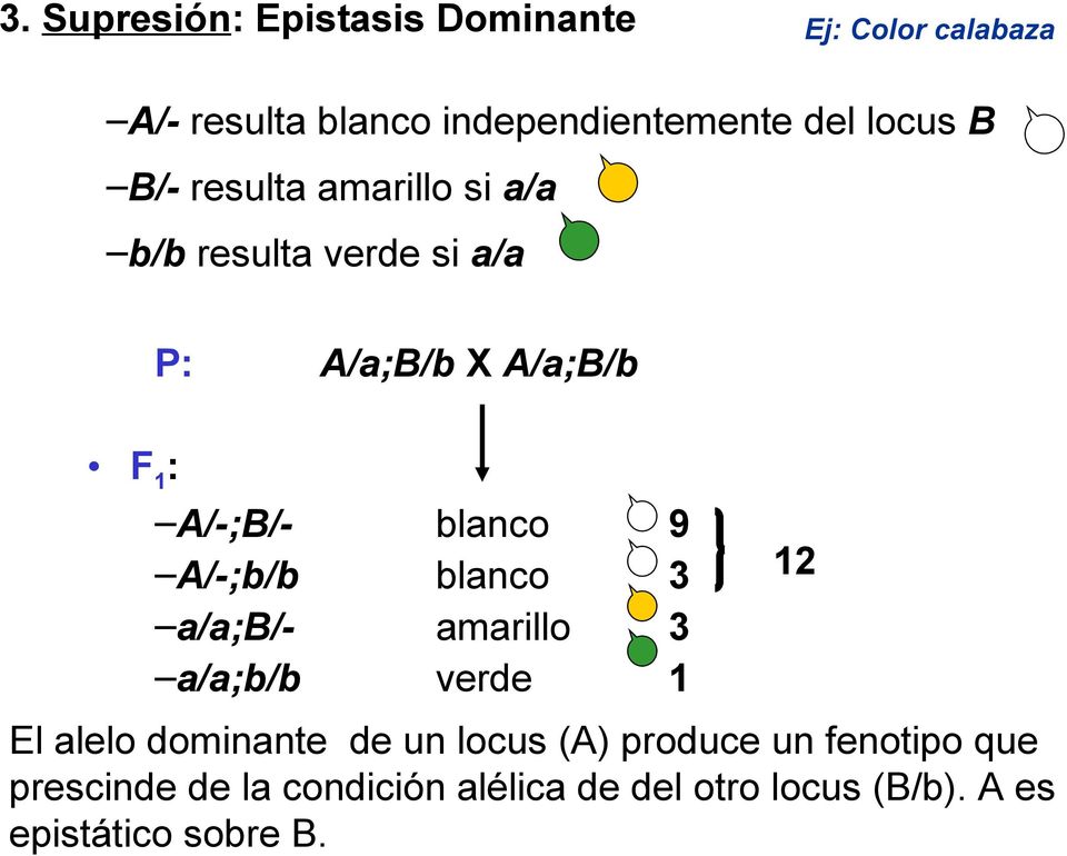 a/a;b/b A/a;B/b X A/a;B/b blanco blanco amarillo verde 9 1 12 El alelo dominante de un locus (A)