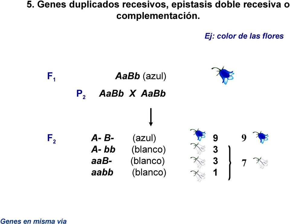 Ej: color de las flores F1 AaBb (azul) P2 F2 Genes
