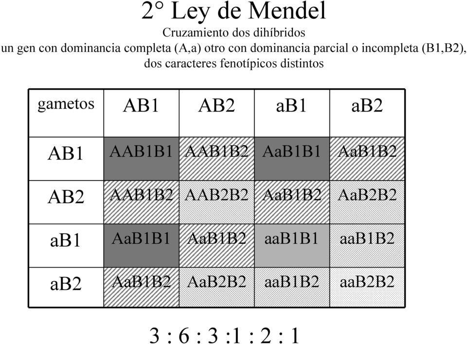 distintos gametos AB1 AB2 ab1 ab2 AB1 AAB1B1 AAB1B2 AaB1B1 AaB1B2 AB2 AAB1B2 AAB2B2